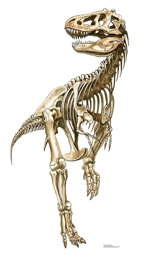 T Rex Skeleton Drawing at GetDrawings | Free download