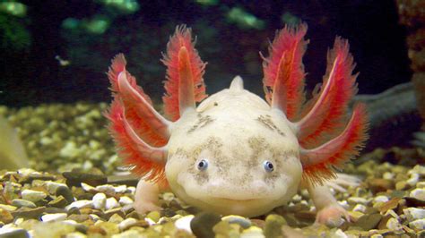 The Super-cute Axolotl Is Also a Ruthless Carnivore | HowStuffWorks