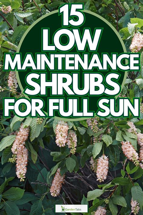 15 Low Maintenance Shrubs For Full Sun