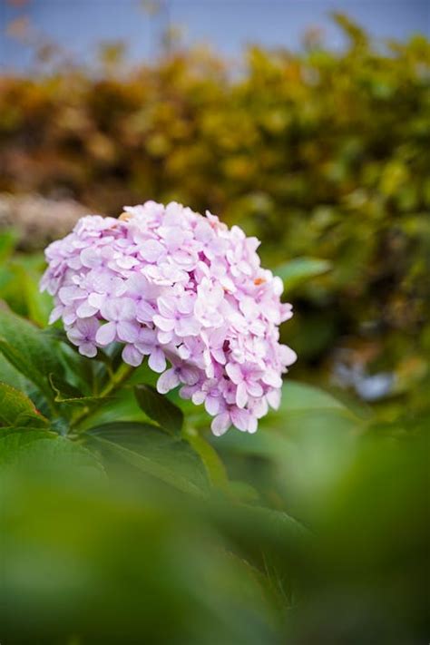 Hydrangea in Bloom · Free Stock Photo