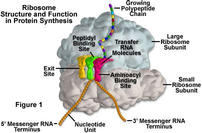 Molecular Expressions Cell Biology: Ribosomes