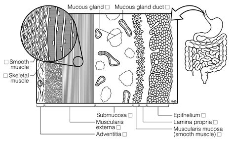 Esophagus Layers | Histology Coloring Book