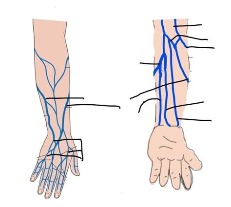 Phlebotomy arm vein diagram Diagram | Quizlet