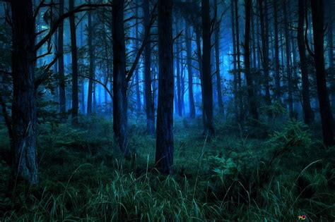 Dark and Misty Forest at Night 2K wallpaper download