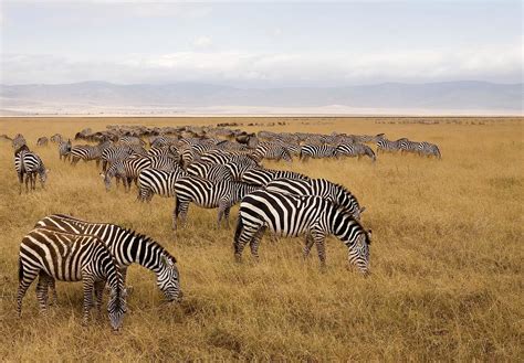 A Herd Of Zebras by Sean Russell