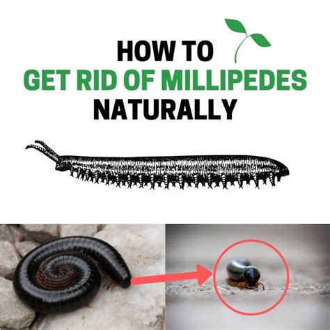 Millipede Infestation