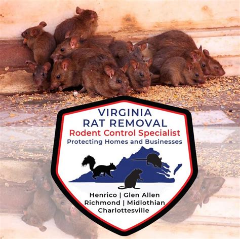 Rat Control Services | #1 Elite Virginia Rat Removal