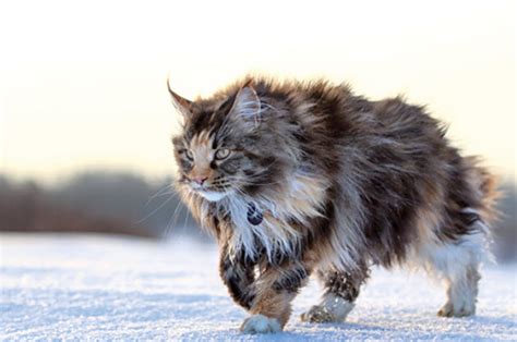 Learn About The Maine Coon Cat Breed From A Trusted Veterinarian