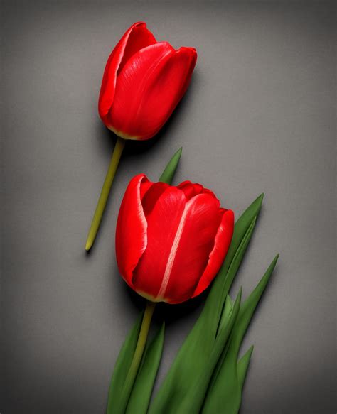 Ai Generated Tulips Flowers Red - Free photo on Pixabay