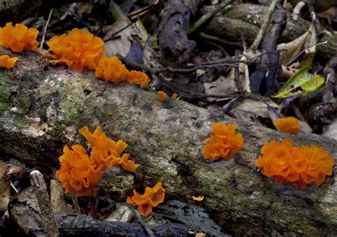 Orange Floral Fungus - Cooper Creek Wilderness