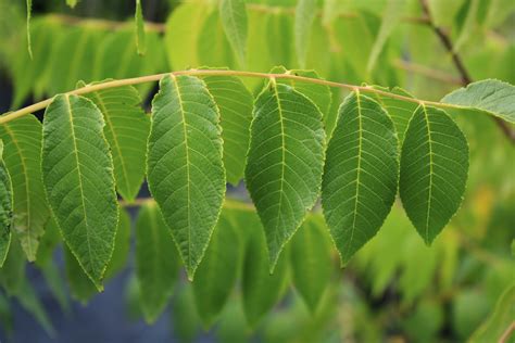 Black Walnut leaf 1 - Ontario Native Plant Nursery | Container Grown ...