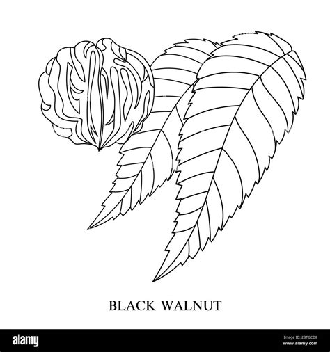 Eastern black walnut (Juglans nigra). Hand-drawn botanical vector ...