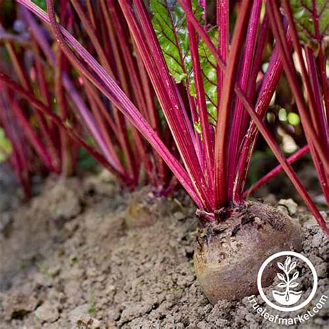 The Best Beet Varieties to Plant This Season | Gardener's Path