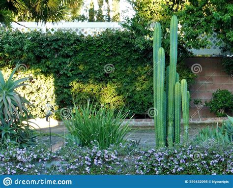 Tall Green Cactus in Garden Area Stock Image - Image of yard, backyard ...