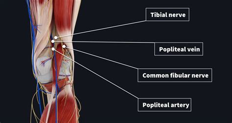 Popliteal Pulse