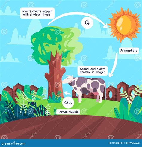 Oxygen Cycle Animal Respiration And Photosynthesis Process Producing ...