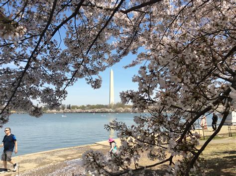 Sakura Hanami in Toronto