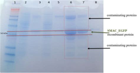 SDS-PAGE gel analysis of affinity chromatography purification of the ...