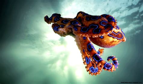 Blue Ringed Octopus Hd Wallpapers | Wallpapers Box