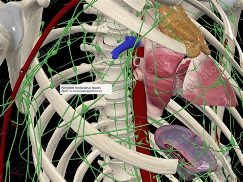 Posterior Mediastinal Nodes | Complete Anatomy