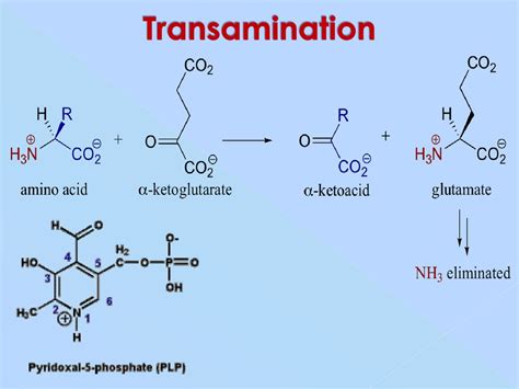 Protein and amino acid metabolism - online presentation