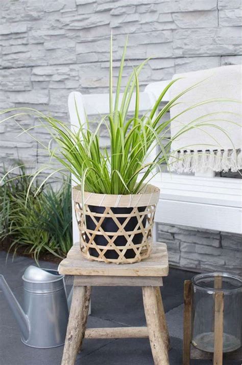 11 Best Indoor Grass Plants You Can Grow As Houseplants | Balcony ...