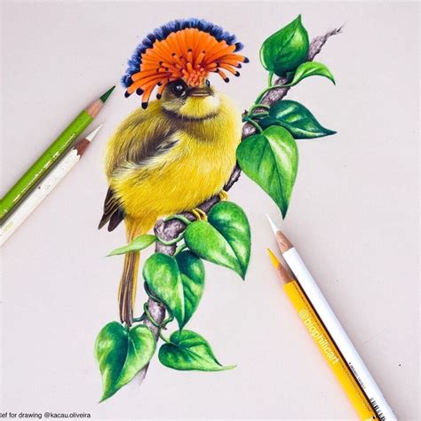 Colored Pencil Drawings Of Animals