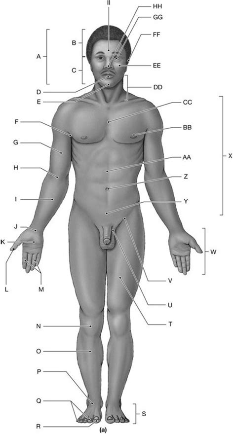 Anatomical Position: Anterior View Diagram | Quizlet