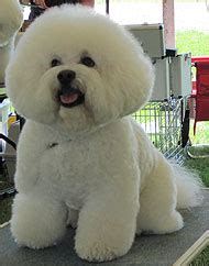 bichon frise - nonsporting dog breeds from the online dog encyclopedia ...