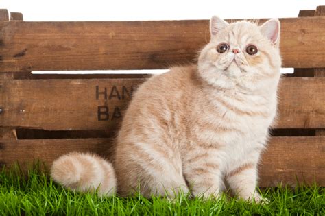 Exotic Shorthair Cats - Pawversity