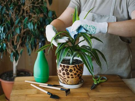 Mastering Indoor Plant Cuttings: A Complete Guide