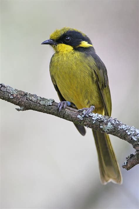 Glossary - Friends of the Helmeted Honeyeater Inc