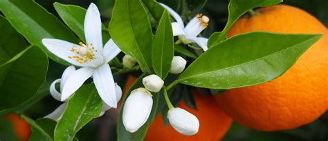 The orange blossom, adored and perfumed | Carrément Belle