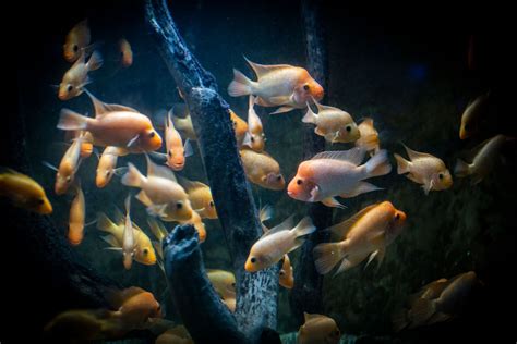 Midas Cichlid | Animals | Discover | Deep Sea World