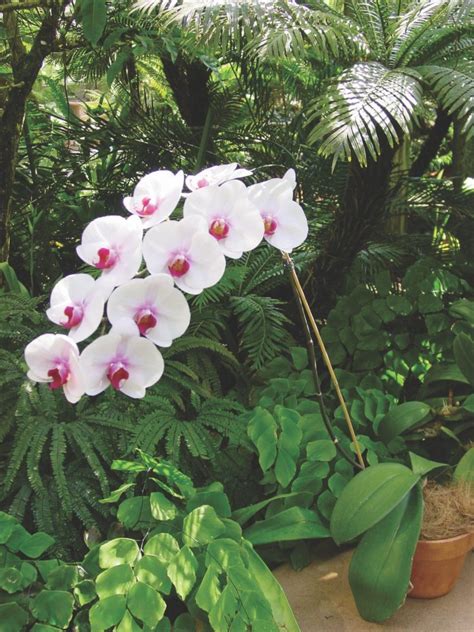 Caring for and Growing Orchids at Home - Flower Magazine