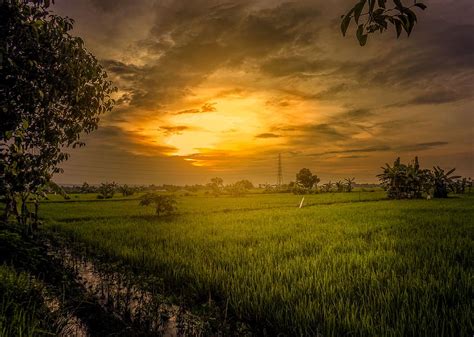 Online crop | HD wallpaper: field, twilight, padi, sunrise, landscape ...