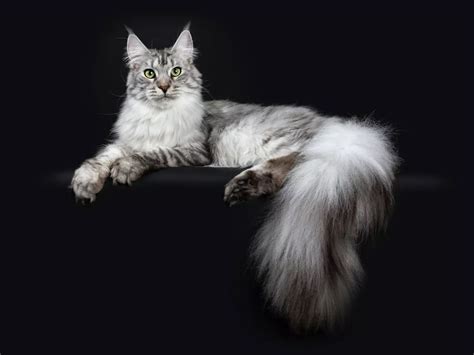 Super Fluffy Cat Breeds