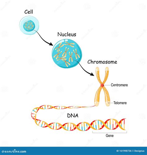 Animal Cell Diagram With Chromosomes