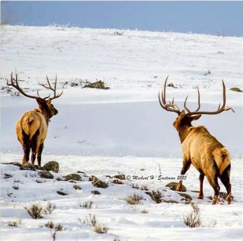 This is just an awesome picture of two big bull elk. | Animal hunting ...