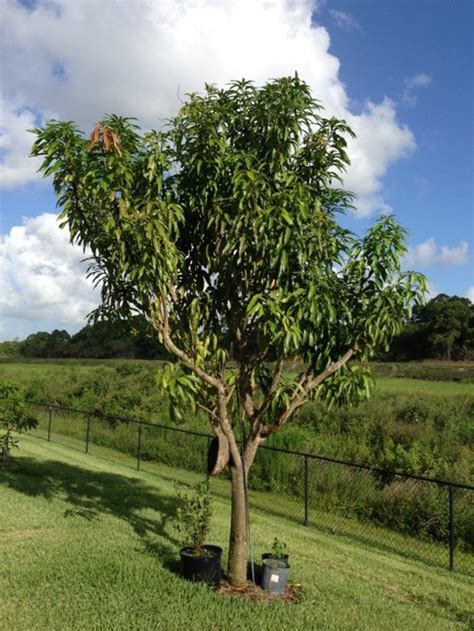 Need mango pruning ideas for damaged tree