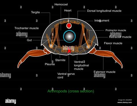 Arthropod anatomy. Computer artwork of a cross-section through the body ...