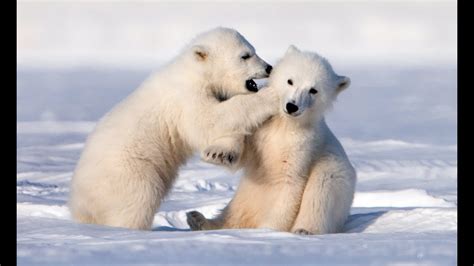 Adorably Cute Polar Bear Cubs Go Sledging! - YouTube