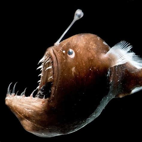 Discover the Mysterious Anglerfish of the Mariana Trench