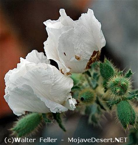 Mojave Desert Wildflowers