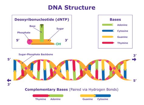 Sanger Sequencing Steps & Method