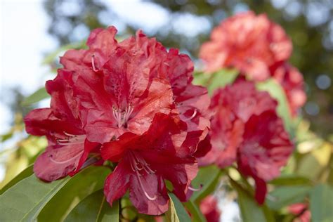 Rhododendrons For Zone 5: Selecting Hardy Rhododendron Varieties