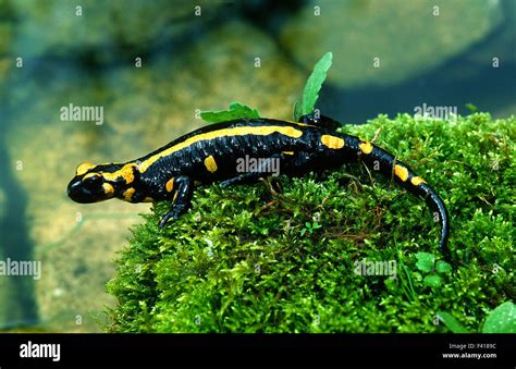 salamander; fire salamander Stock Photo - Alamy