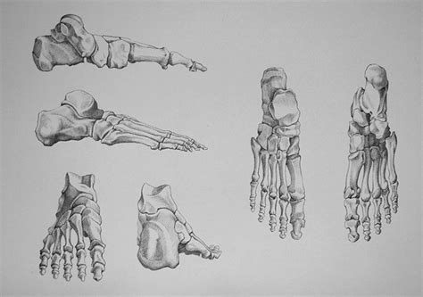 Foot Bones - Video Lesson presented in the Drawing Academy Course ...