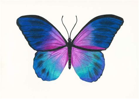 Blue Morpho Butterfly Drawing Colored Pencil Art