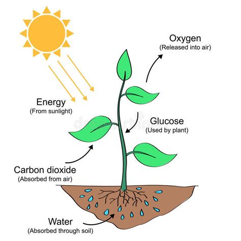 Photosynthesis Diagram Biology